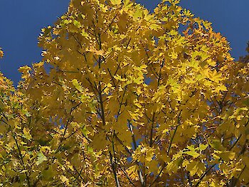 Herbst